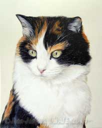 Portrait de chat tricolore